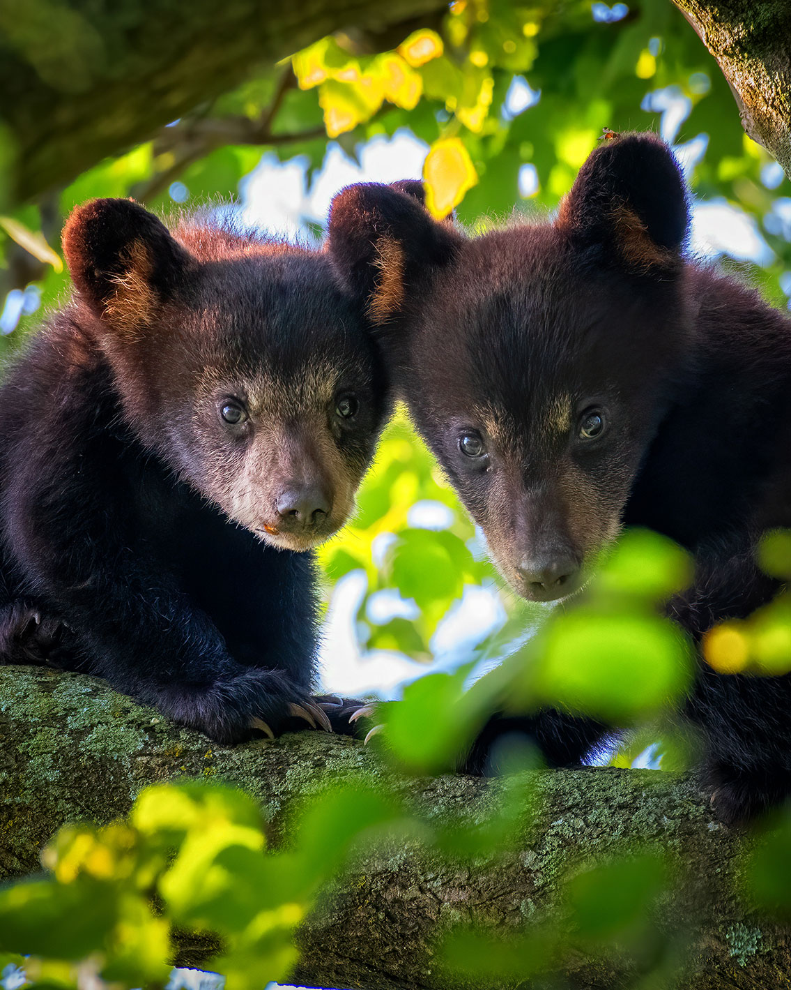 Black bear cubs