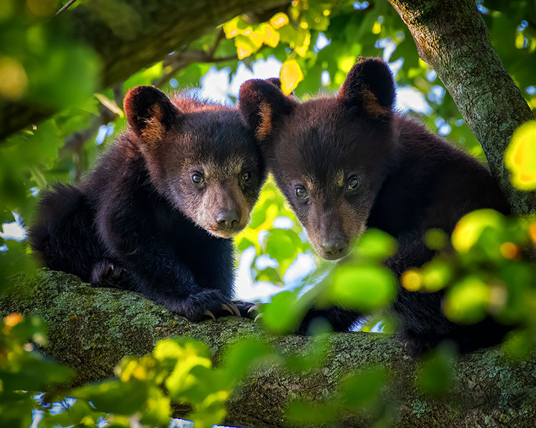 Black bear cubs