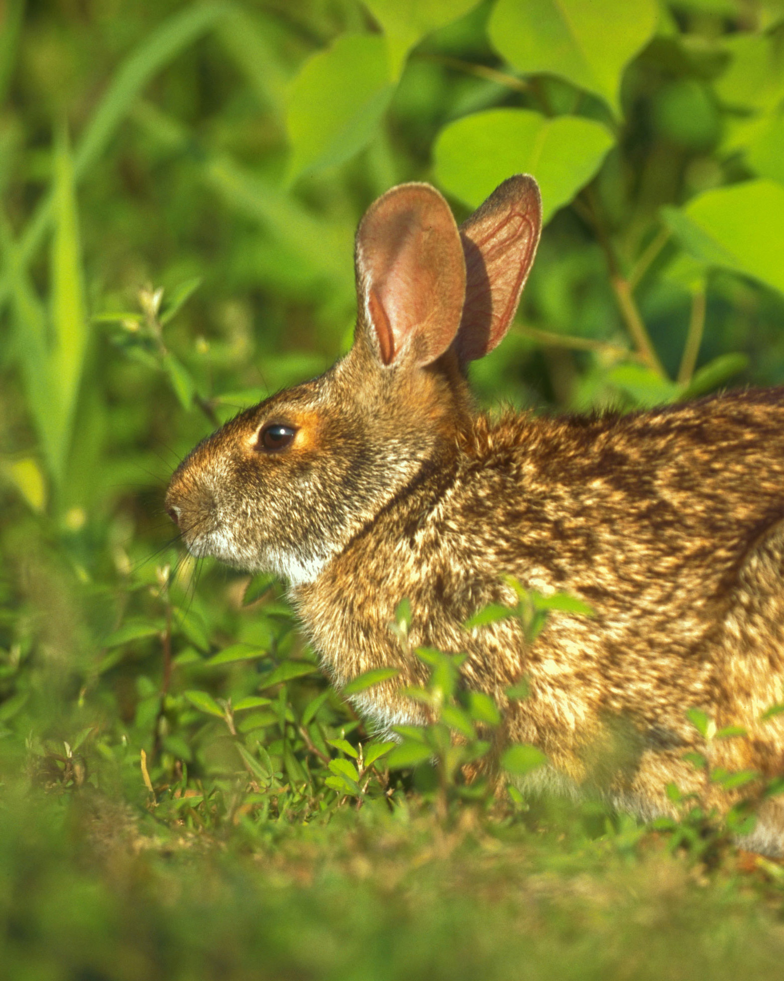 swamp rabbit in grassy habitat