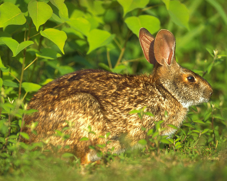 swamp rabbit in grassy habitat