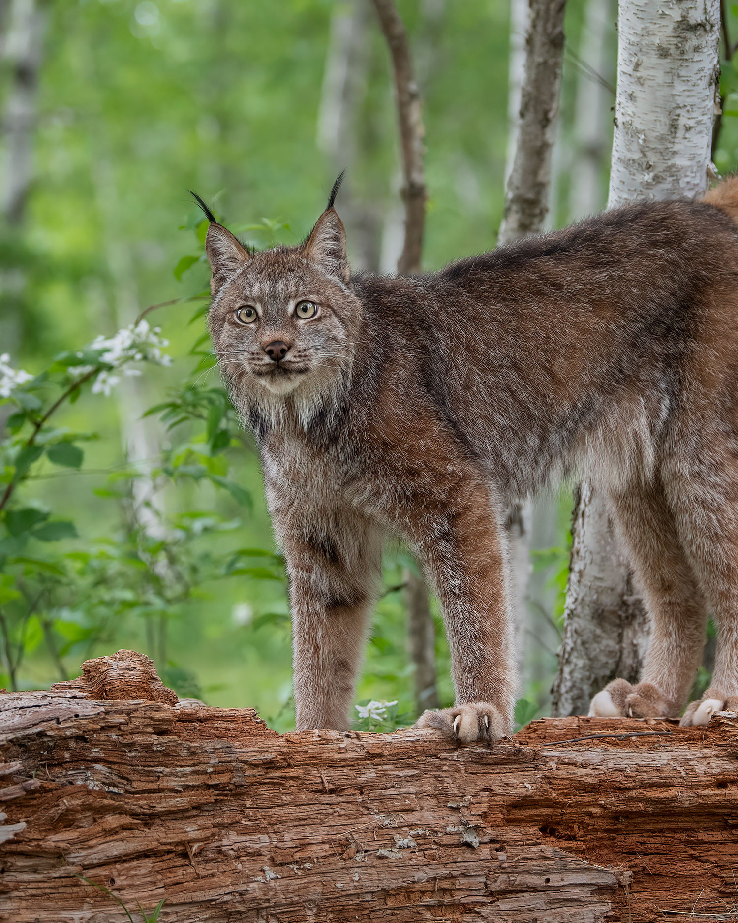 Canada Lynx