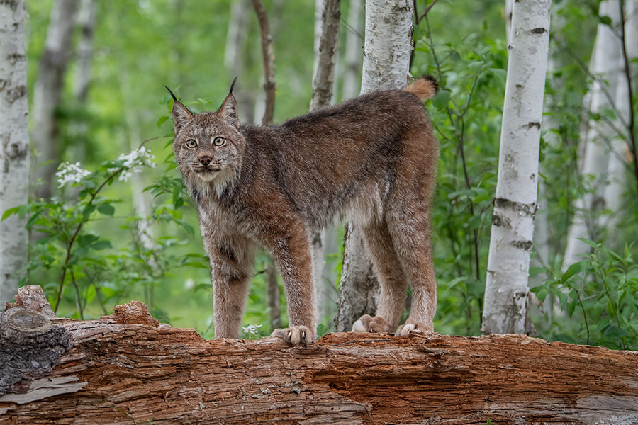 Canada Lynx