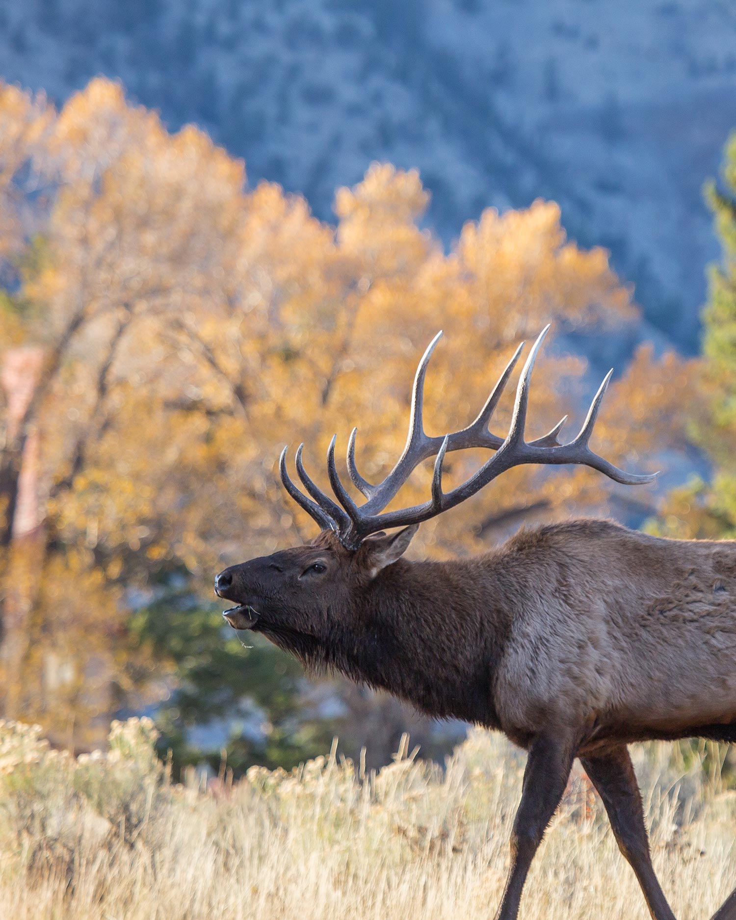 bull elk bugling near mammoth hot springs