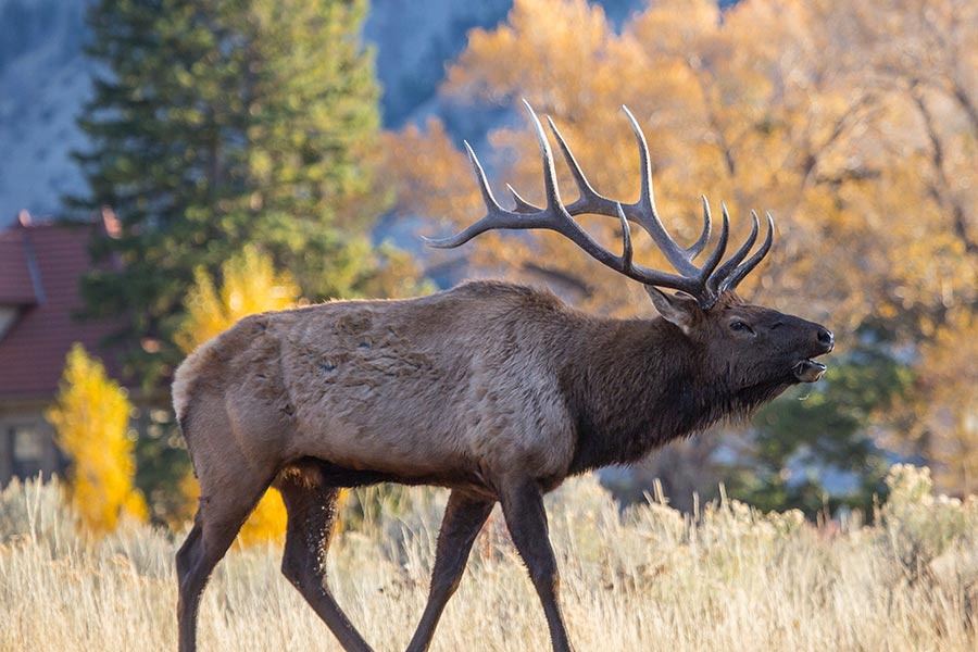 bull elk bugling near mammoth hot springs