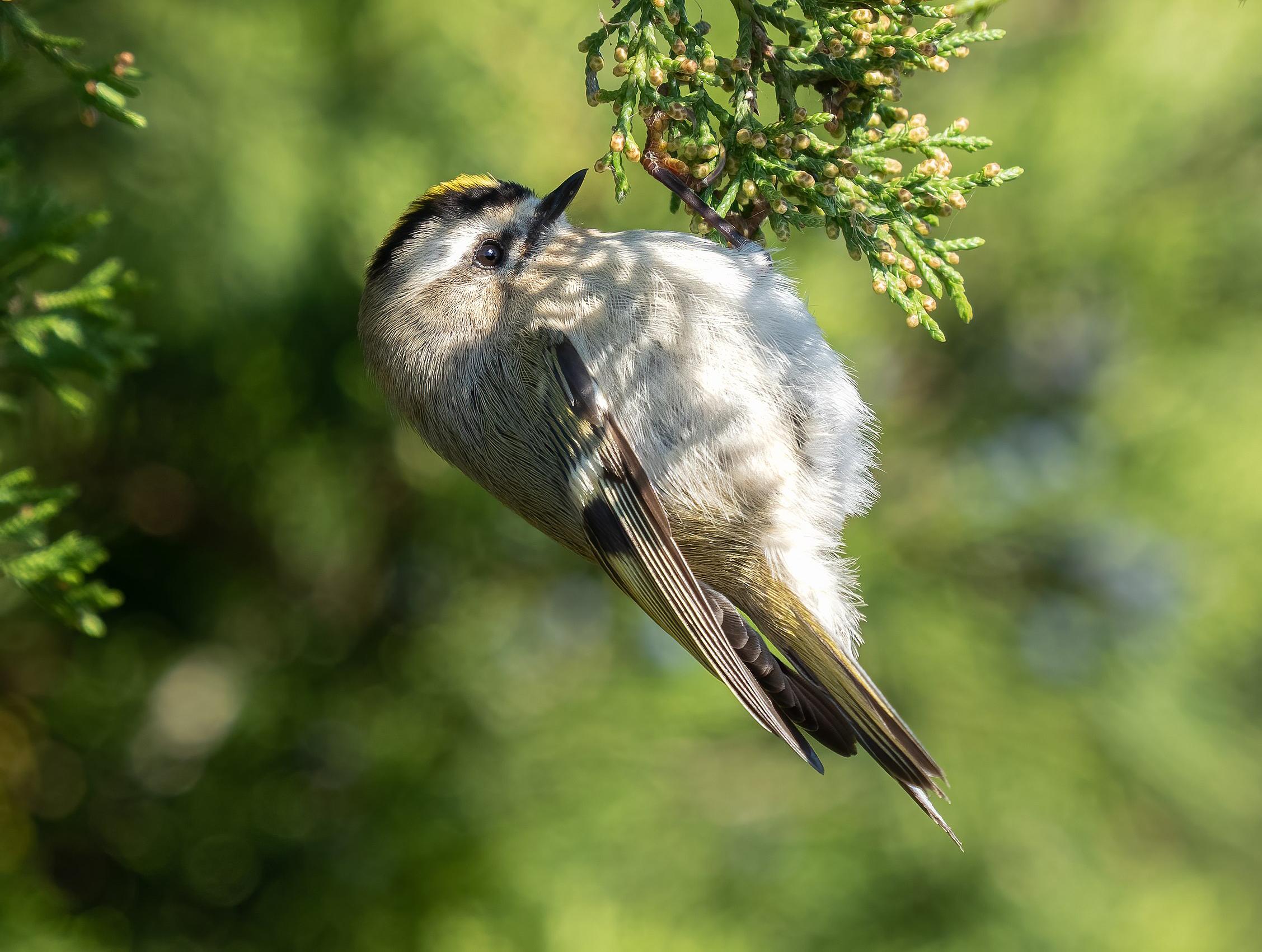 Golden Crowned Kinglet