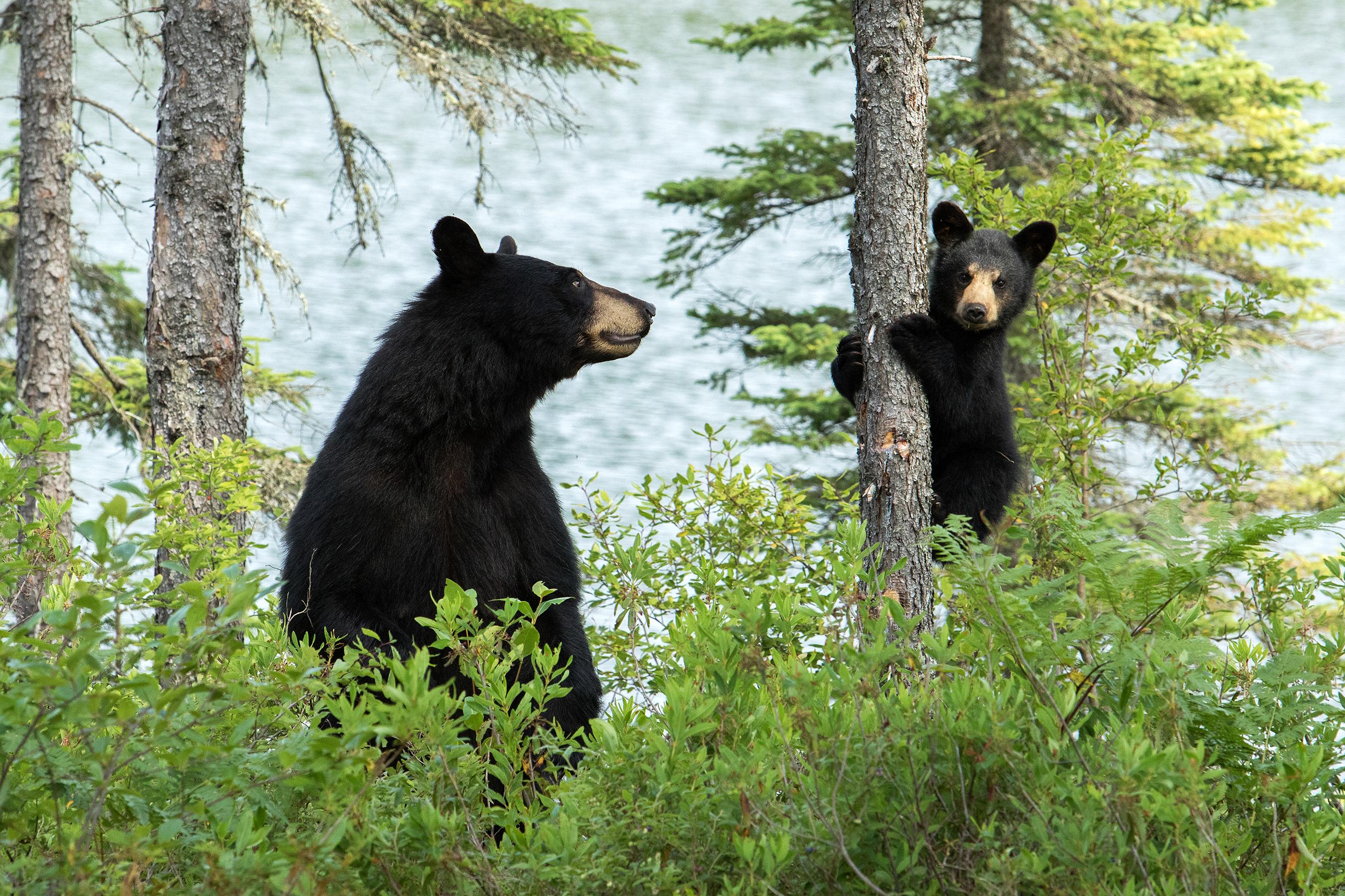 Black Bears
