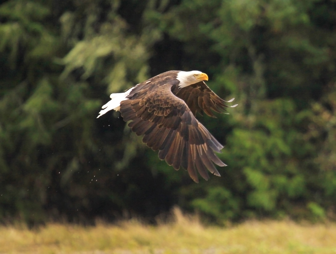 Bald eagle in flight
