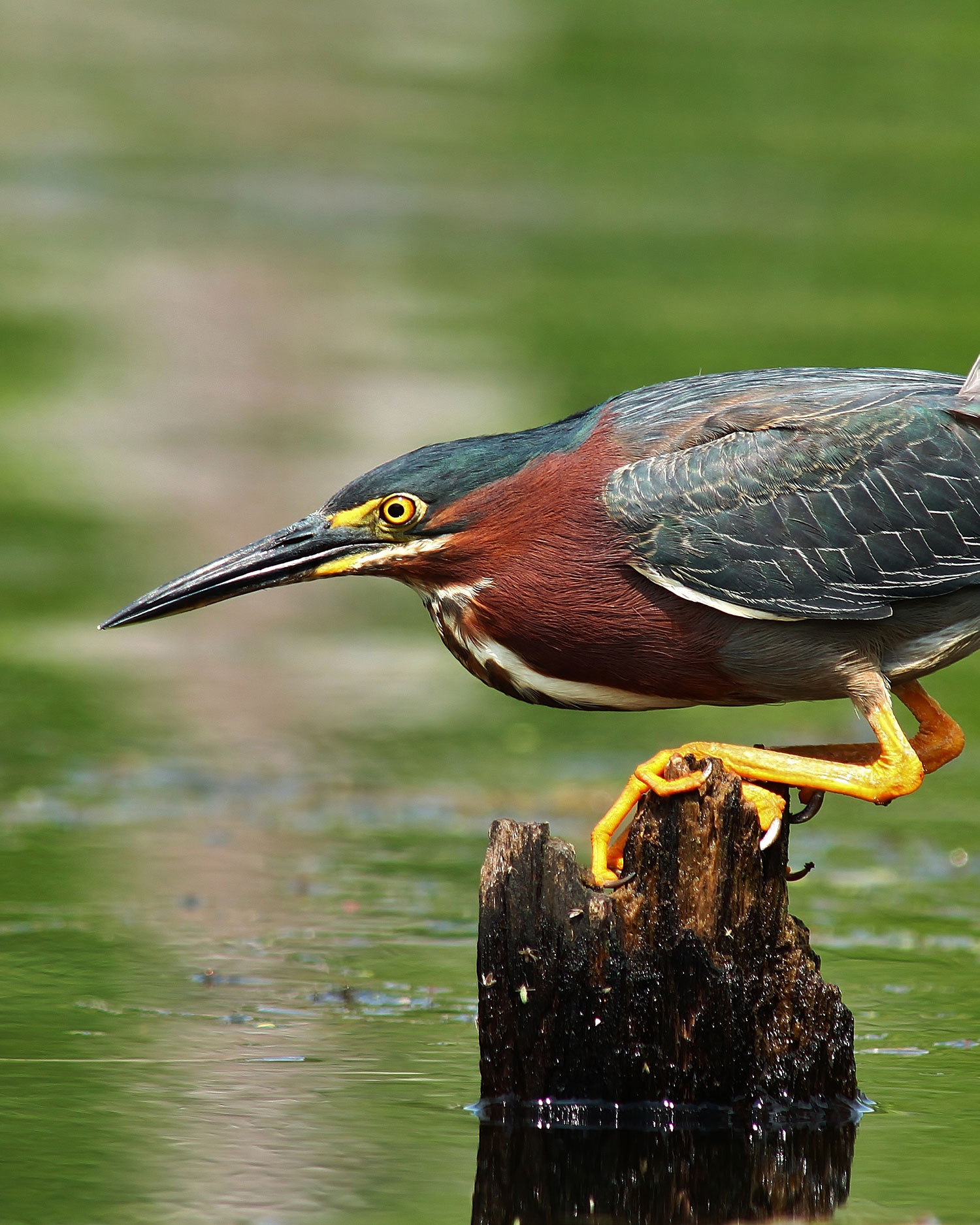 A green heron perches on a piece of wood over the water
