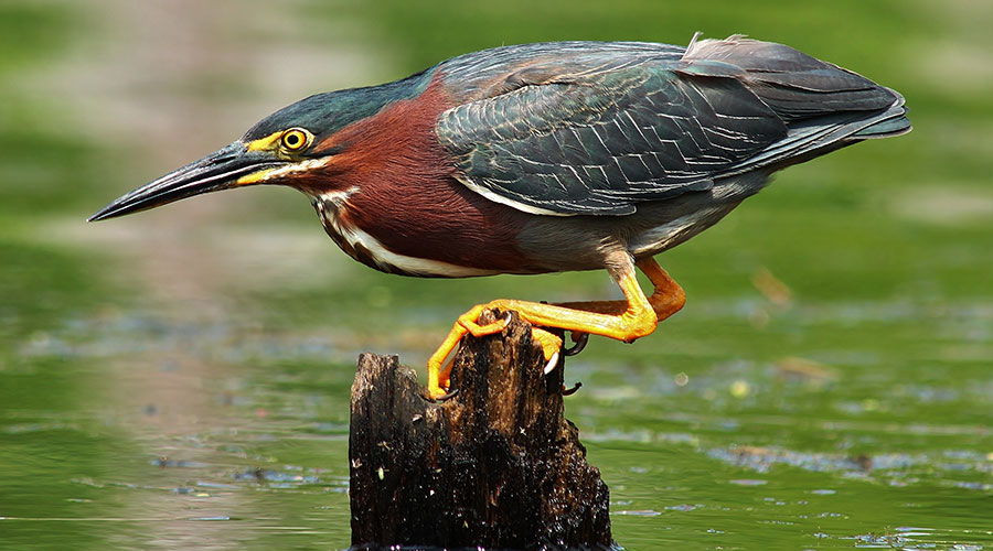 A green heron perches on a piece of wood over the water
