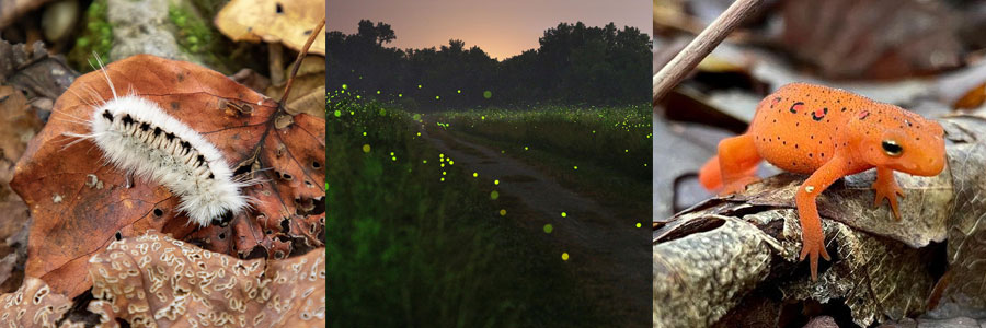 Caterpillar in fallen leaves. Getty Images, Fireflies in Iowa. Photo by Radim Schreiber, Salamander eft in fallen leaves. Getty Images