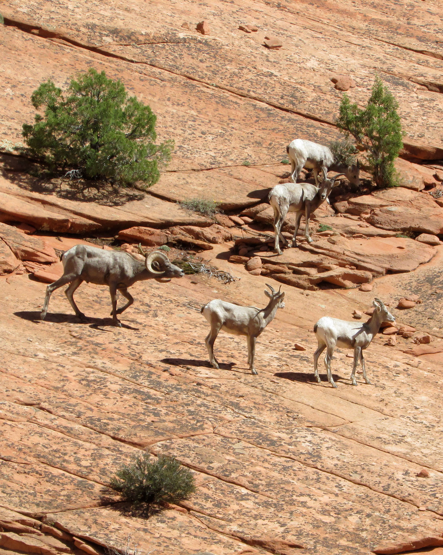 Bighorn sheep in Zion National Park, Utah.