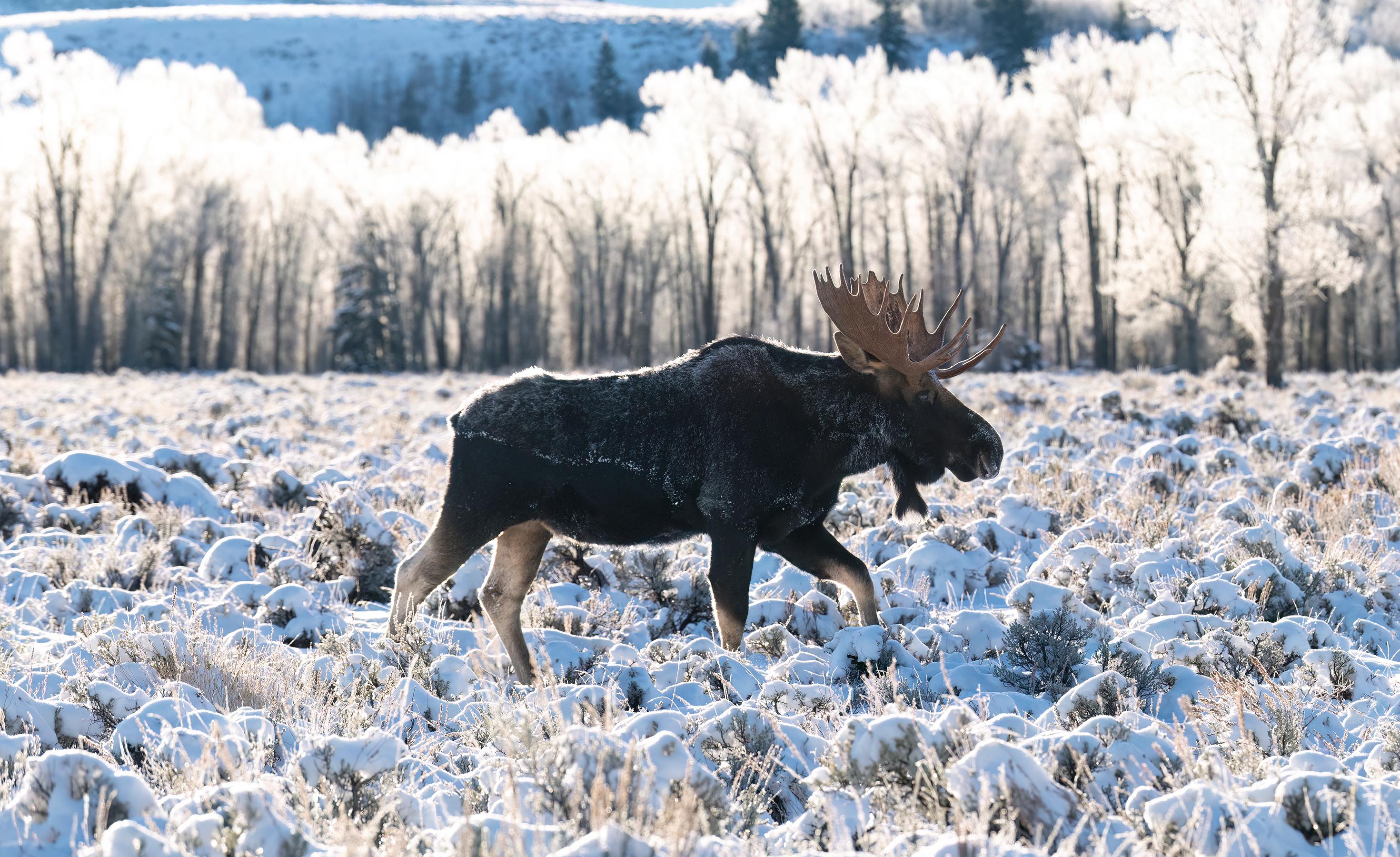 Moose In Tetons