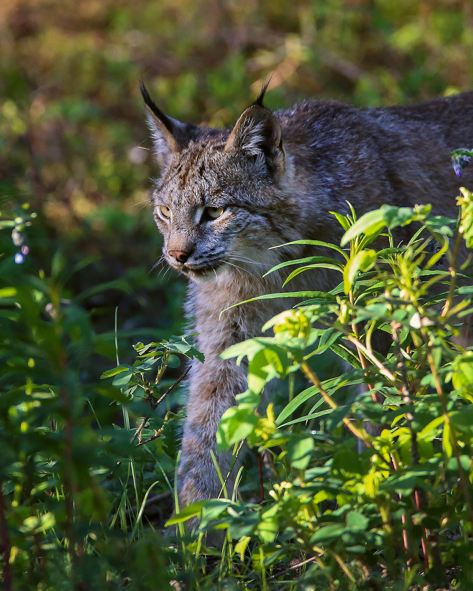 A lynx seen in Denali