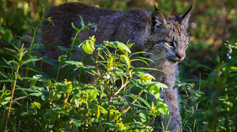 A lynx seen in Denali