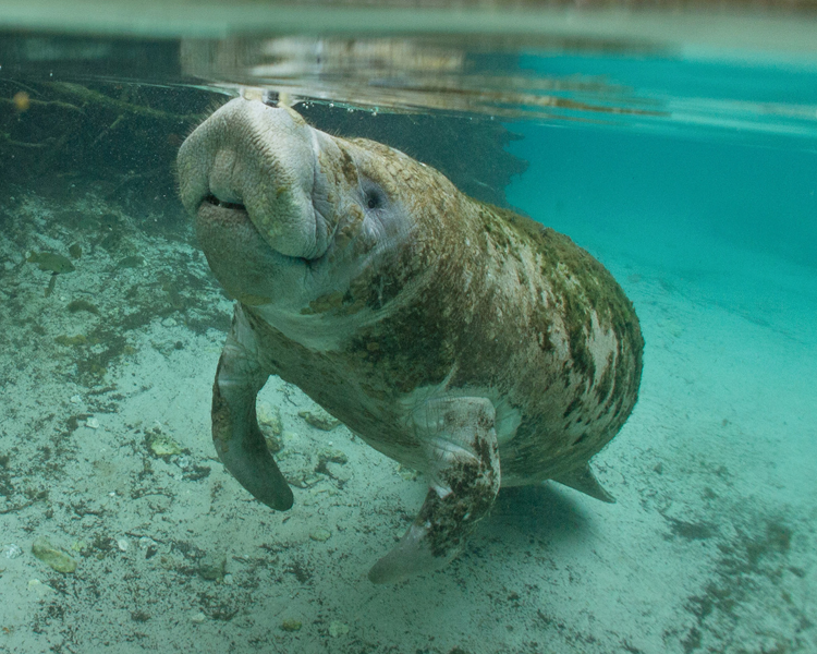 West Indian manatee