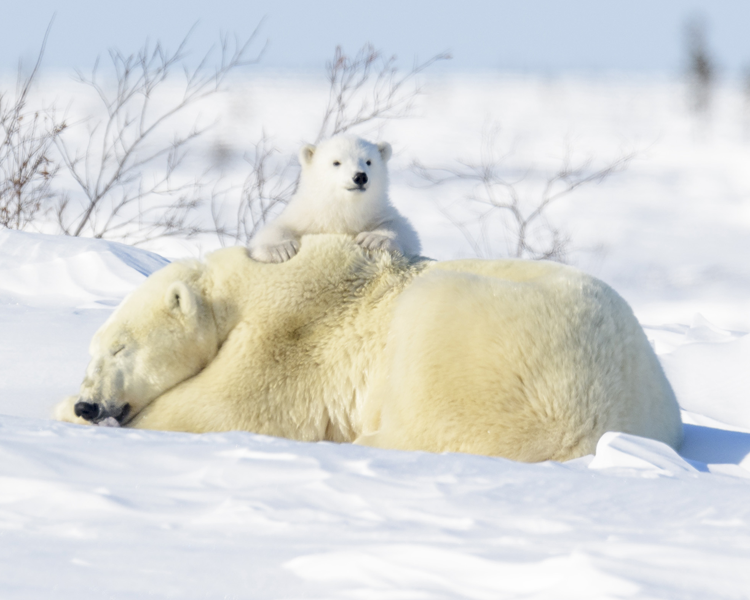 Polar bears