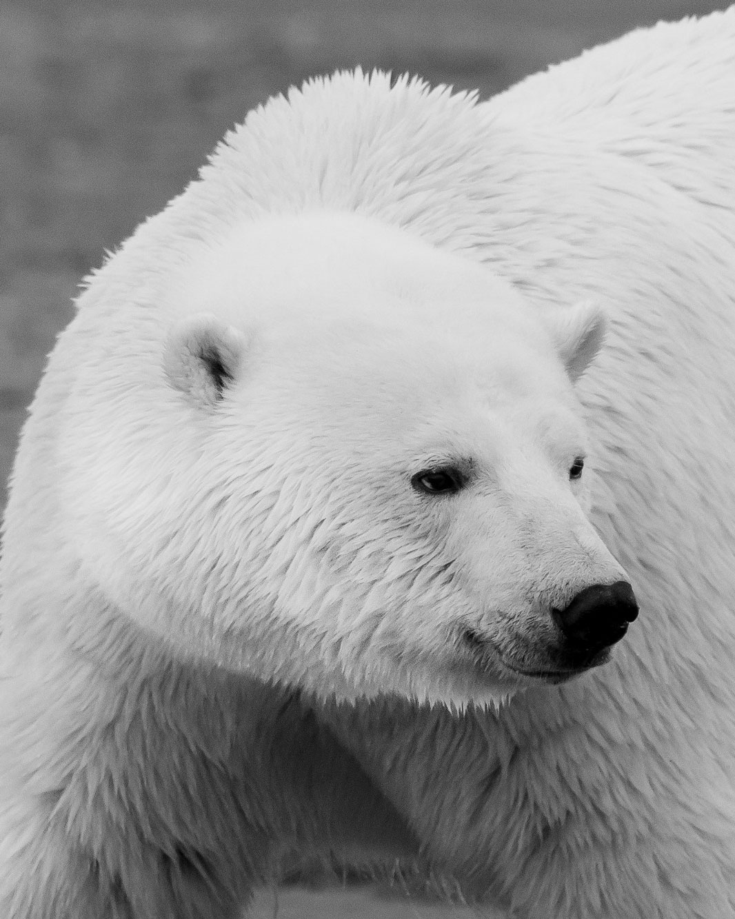 Polar bear at the Arctic National Wildlife Refuge.