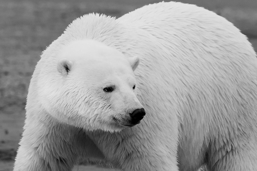 Polar bear at the Arctic National Wildlife Refuge.