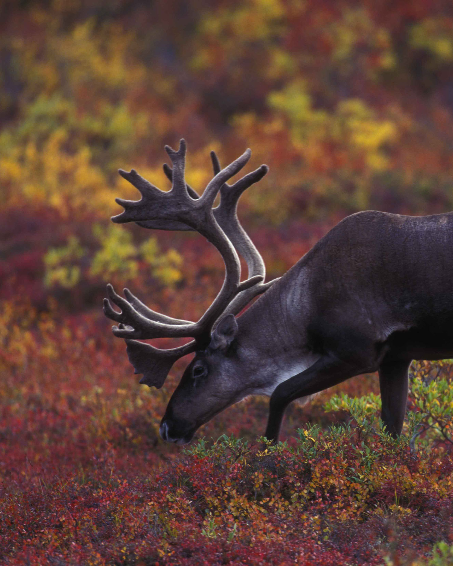 Barren ground caribou grazing with autumn foliage in background