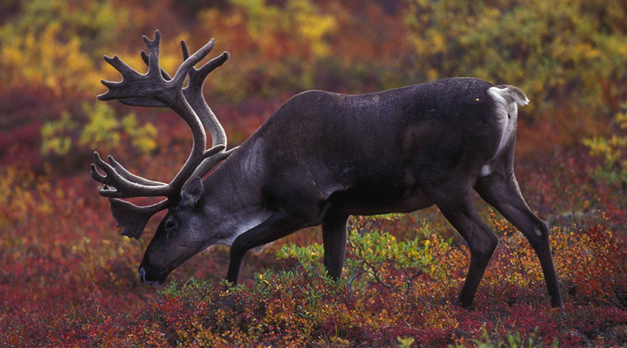 Barren ground caribou grazing with autumn foliage in background