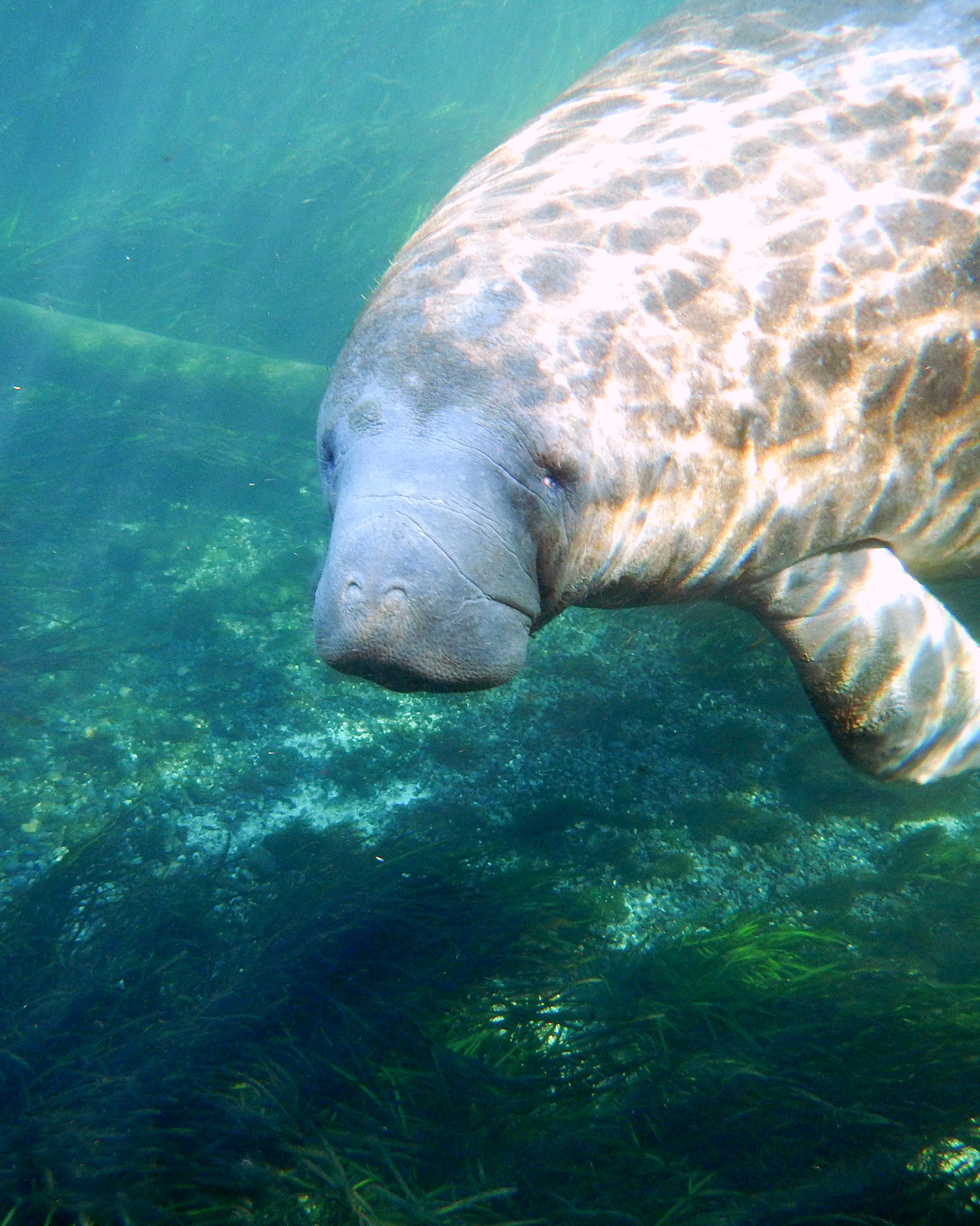 Manatee at Ichetucknee Springs, Florida