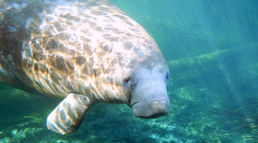 Manatee at Ichetucknee Springs, Florida