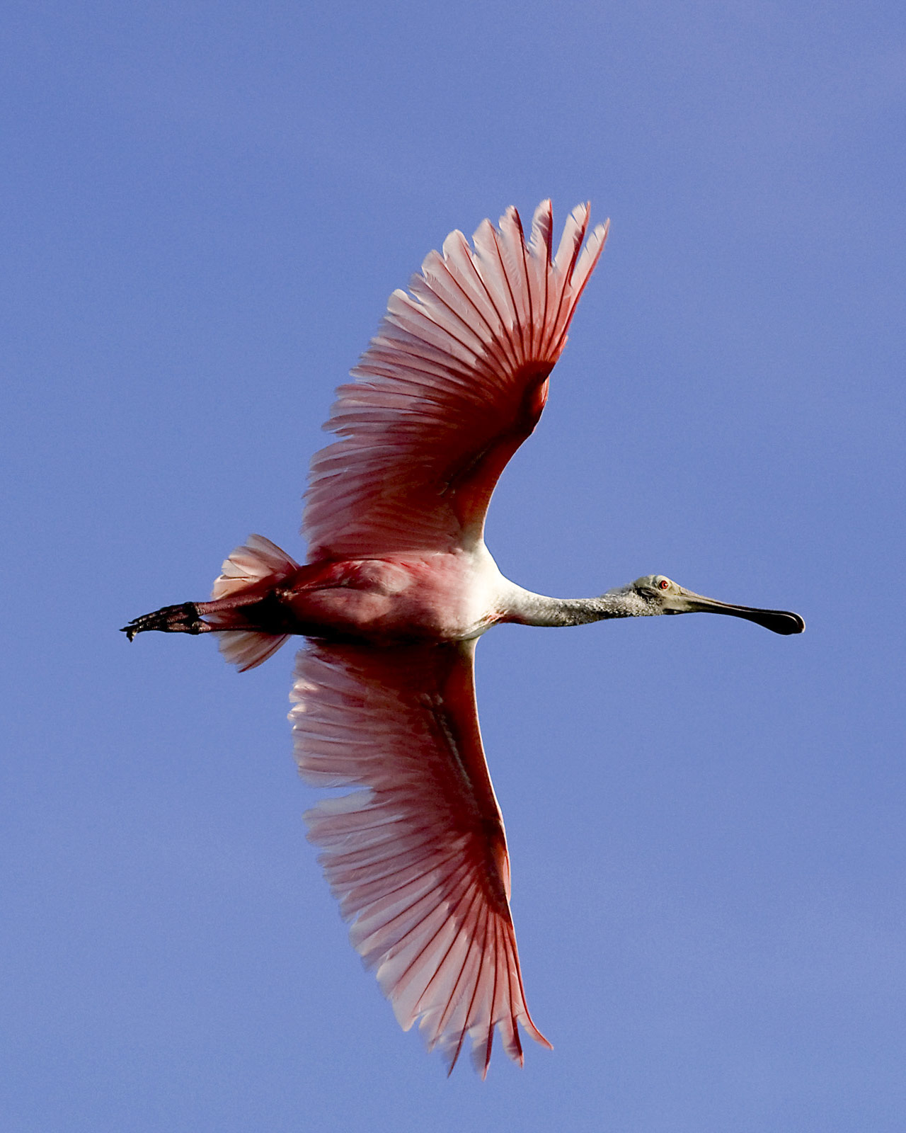 Roseate Spoonbill