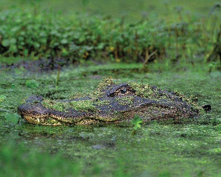 Alligator