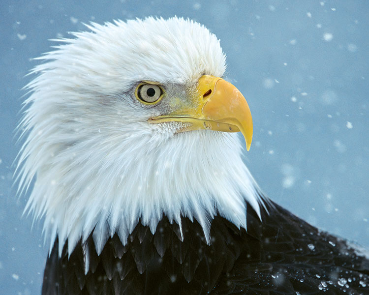 Bald Eagle