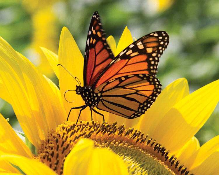 Monarch Butterfly