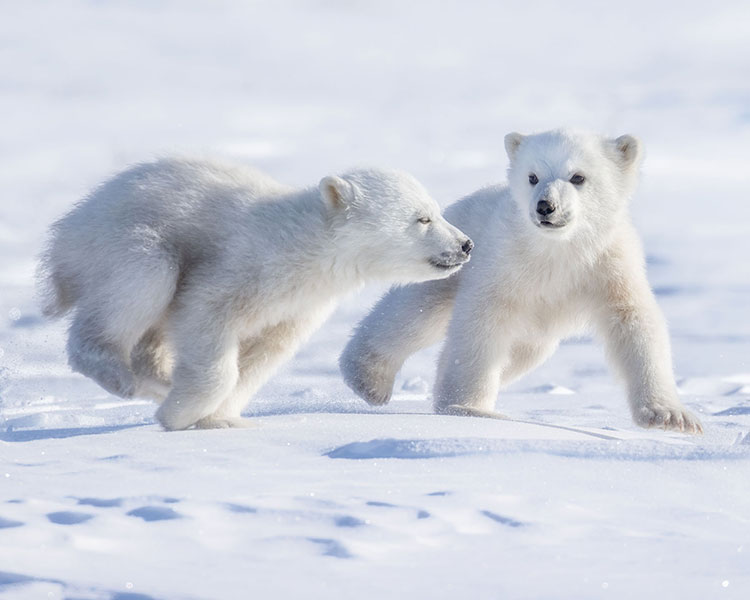 Polar Bears