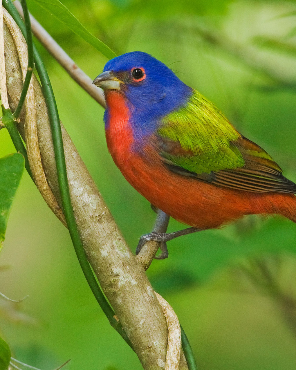 Painted Bunting.