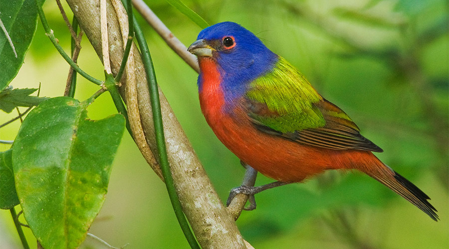Painted Bunting.