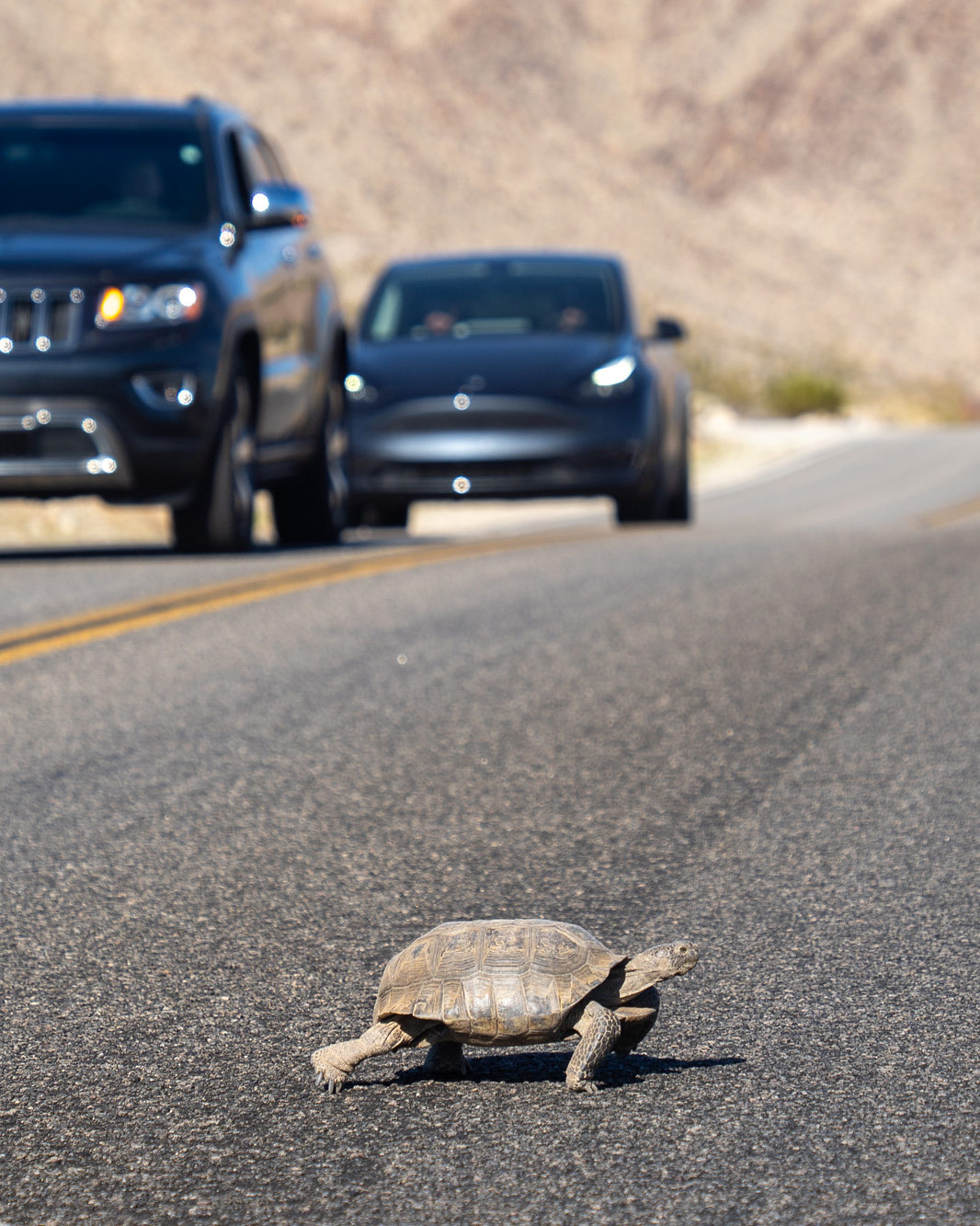 A desert tortoise crosses the road with cars in the other lane.