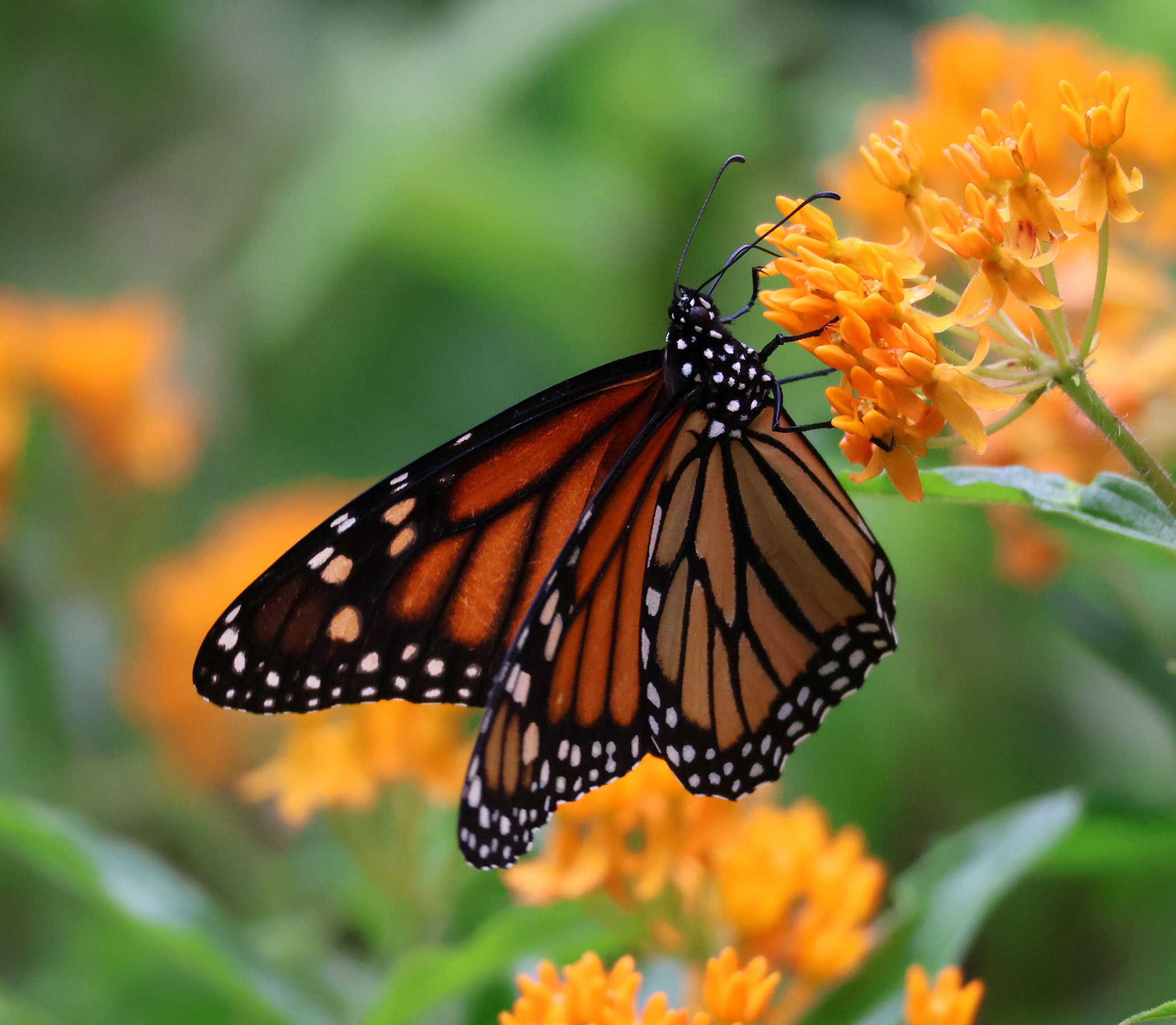 Monarch on butterfly weed (Asclepias tuberosa)