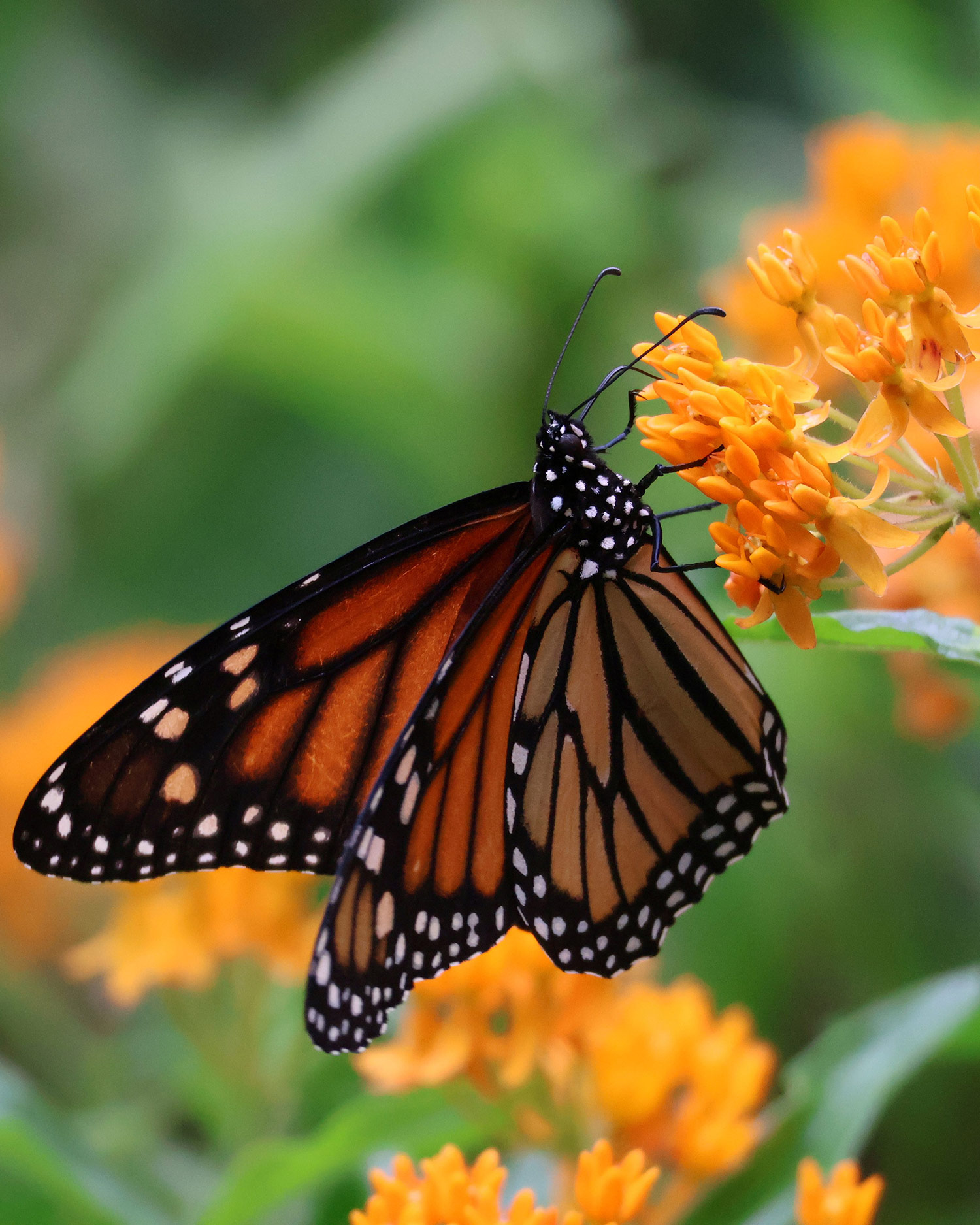 Monarch on butterfly weed (Asclepias tuberosa).
