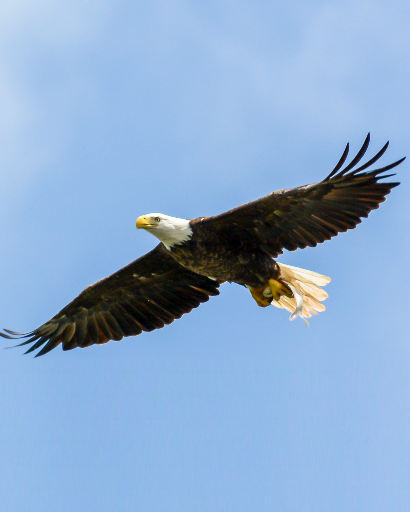 Bald eagle with prey, Lake Murray, South Carolina