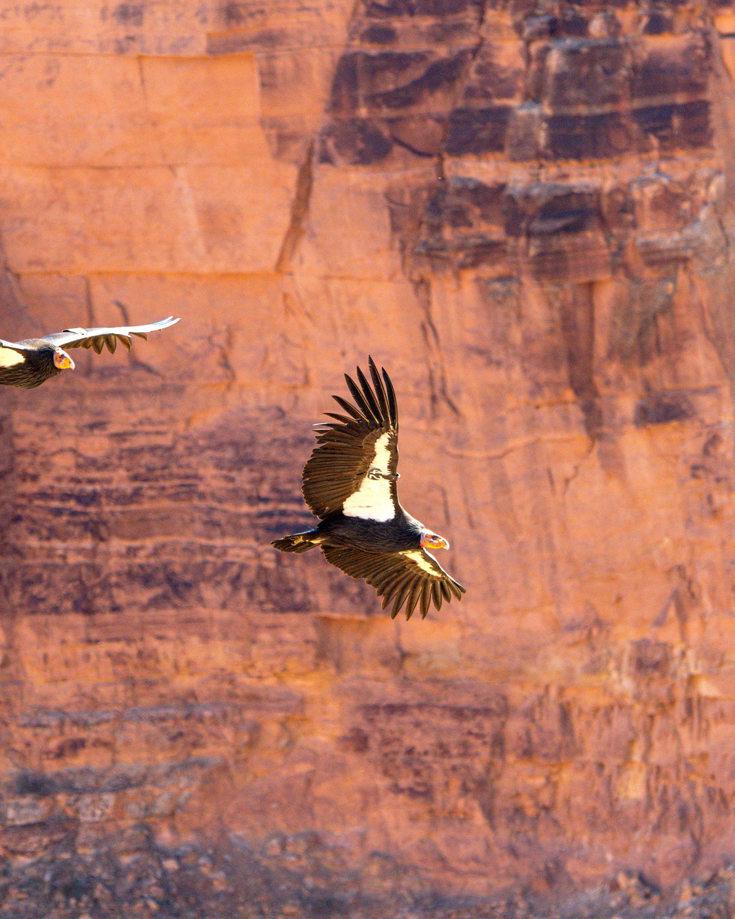 California condors in flight