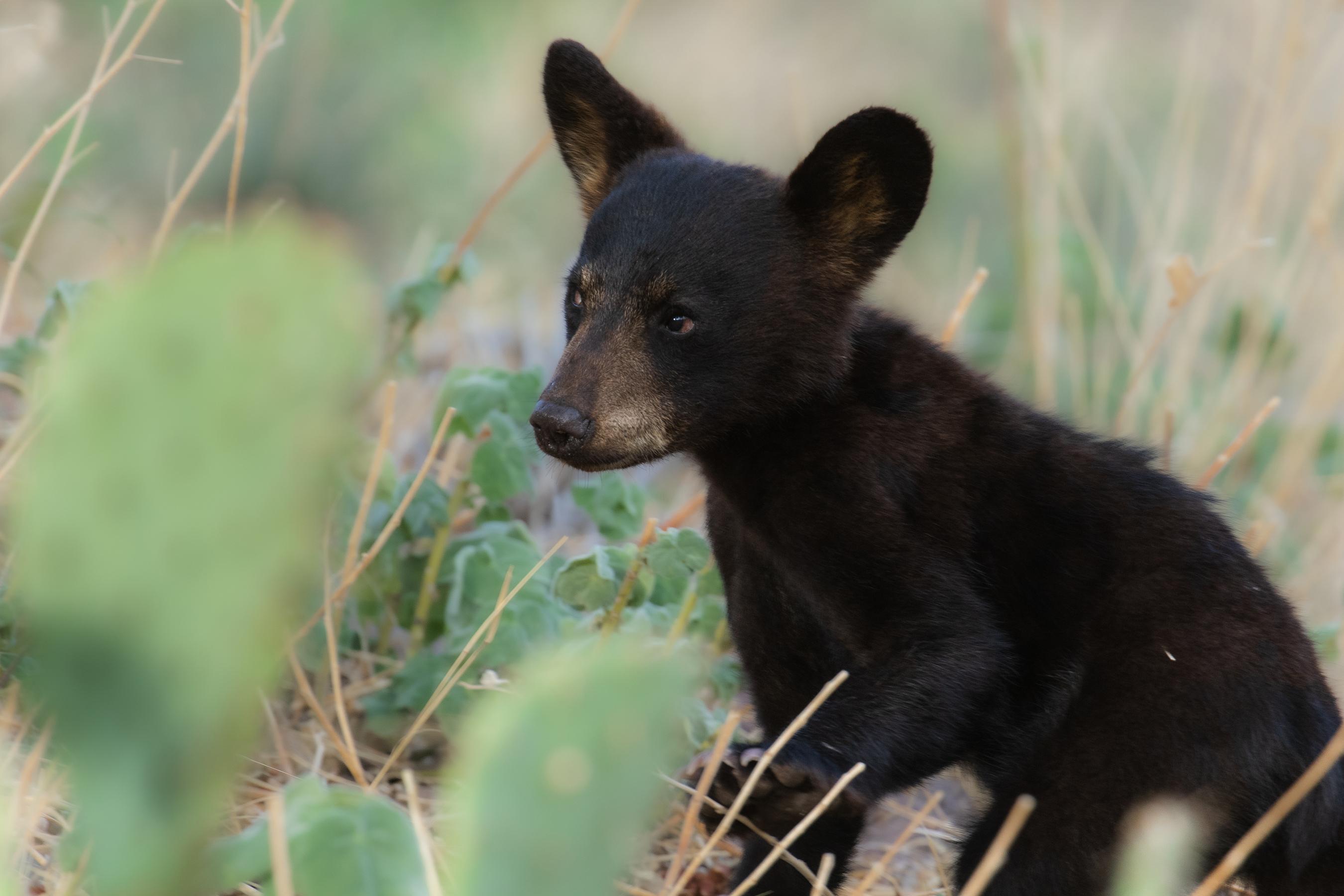 Black Bear Cub