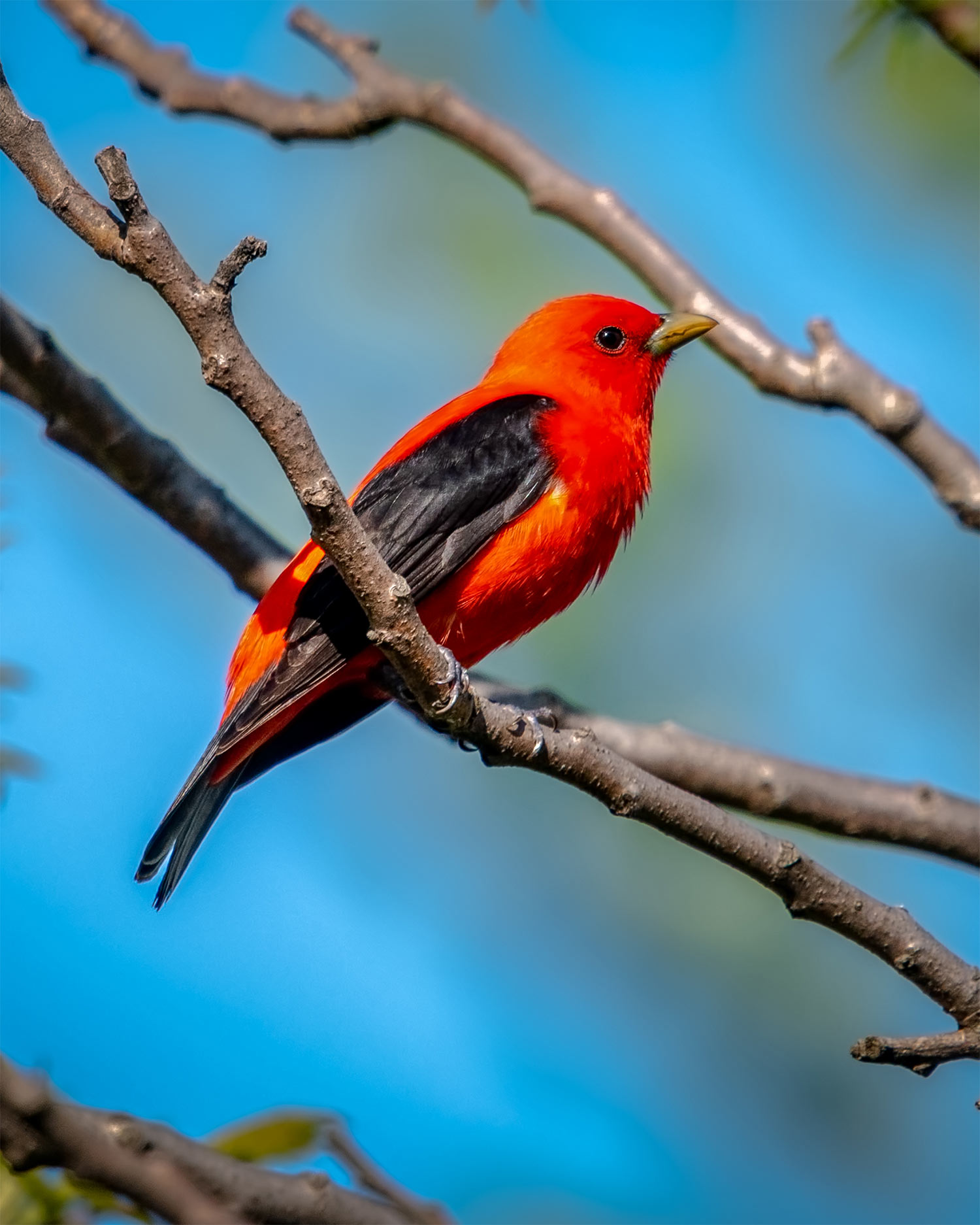 Scarlet Tanager