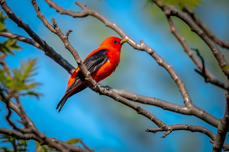 Scarlet Tanager