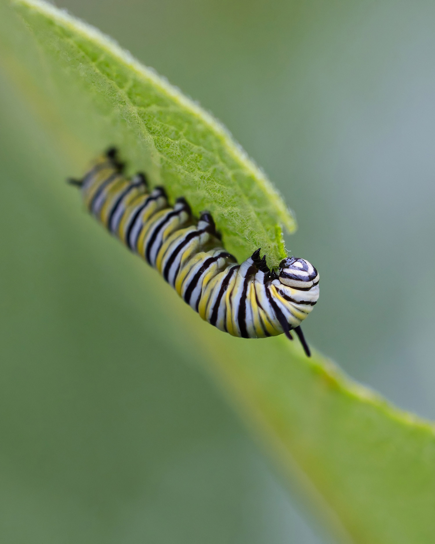 Monarch caterpillar