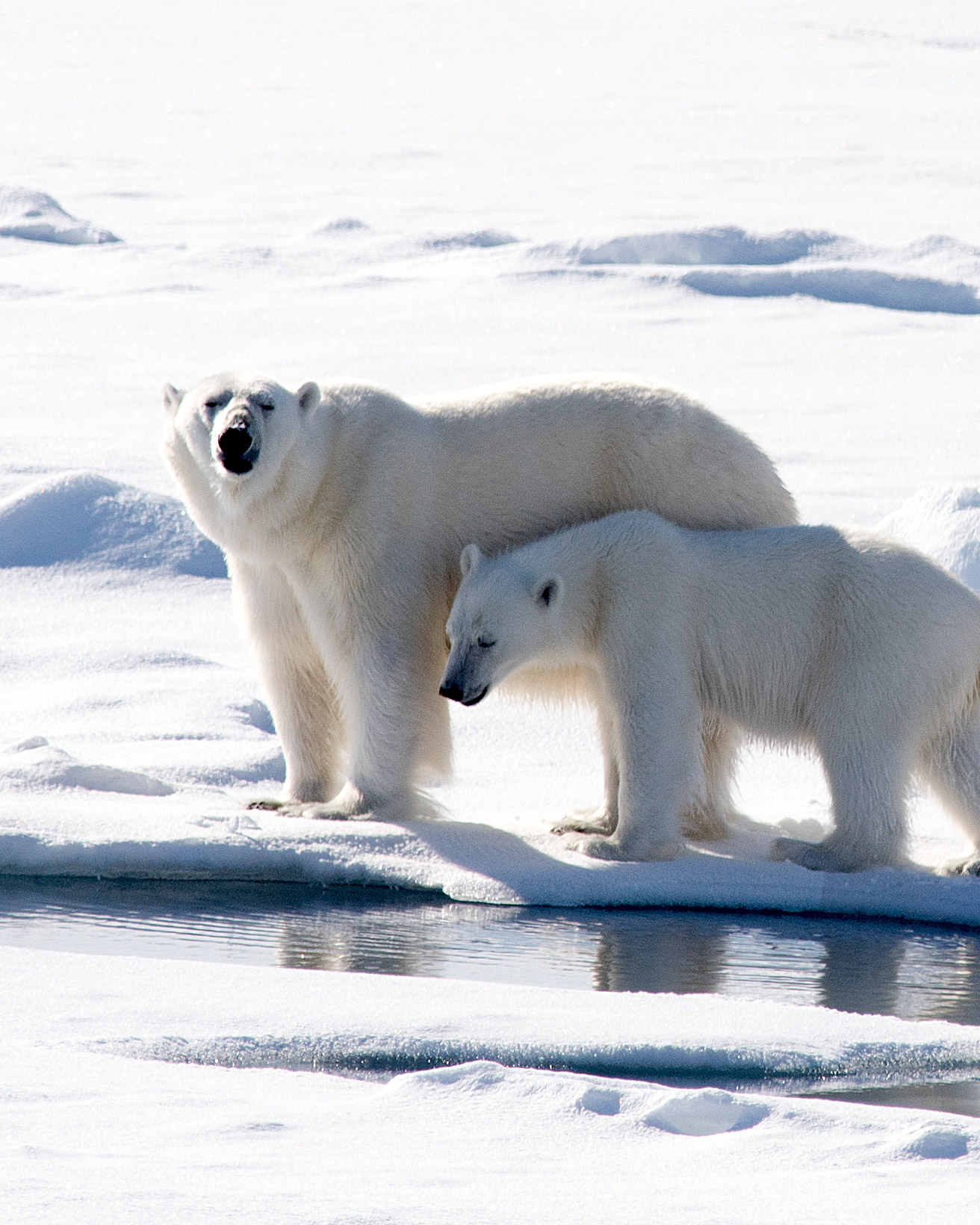 polar bear and cub