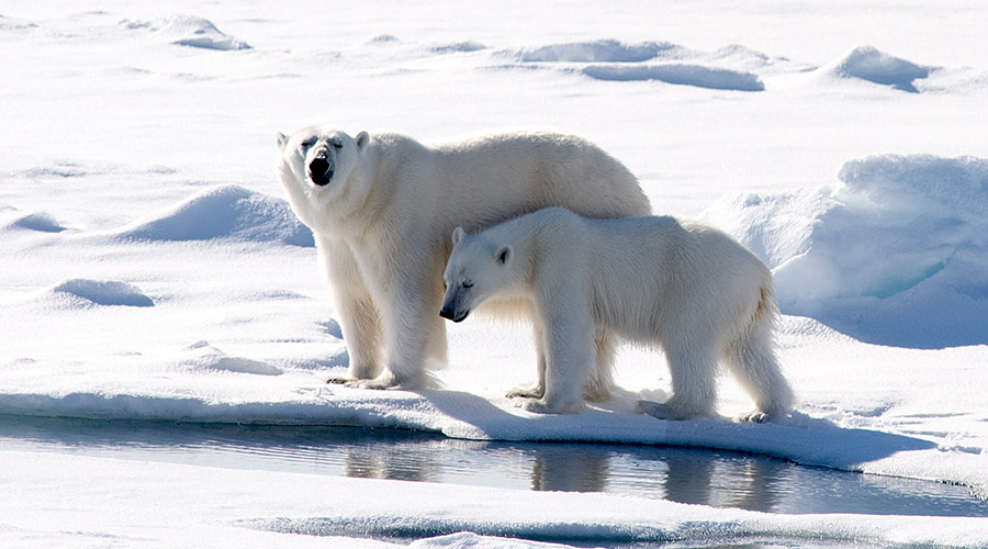 polar bear and cub