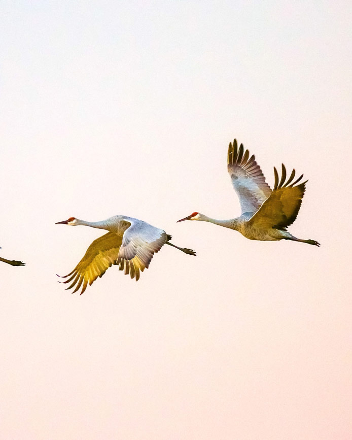 Three sandhill cranes in flight