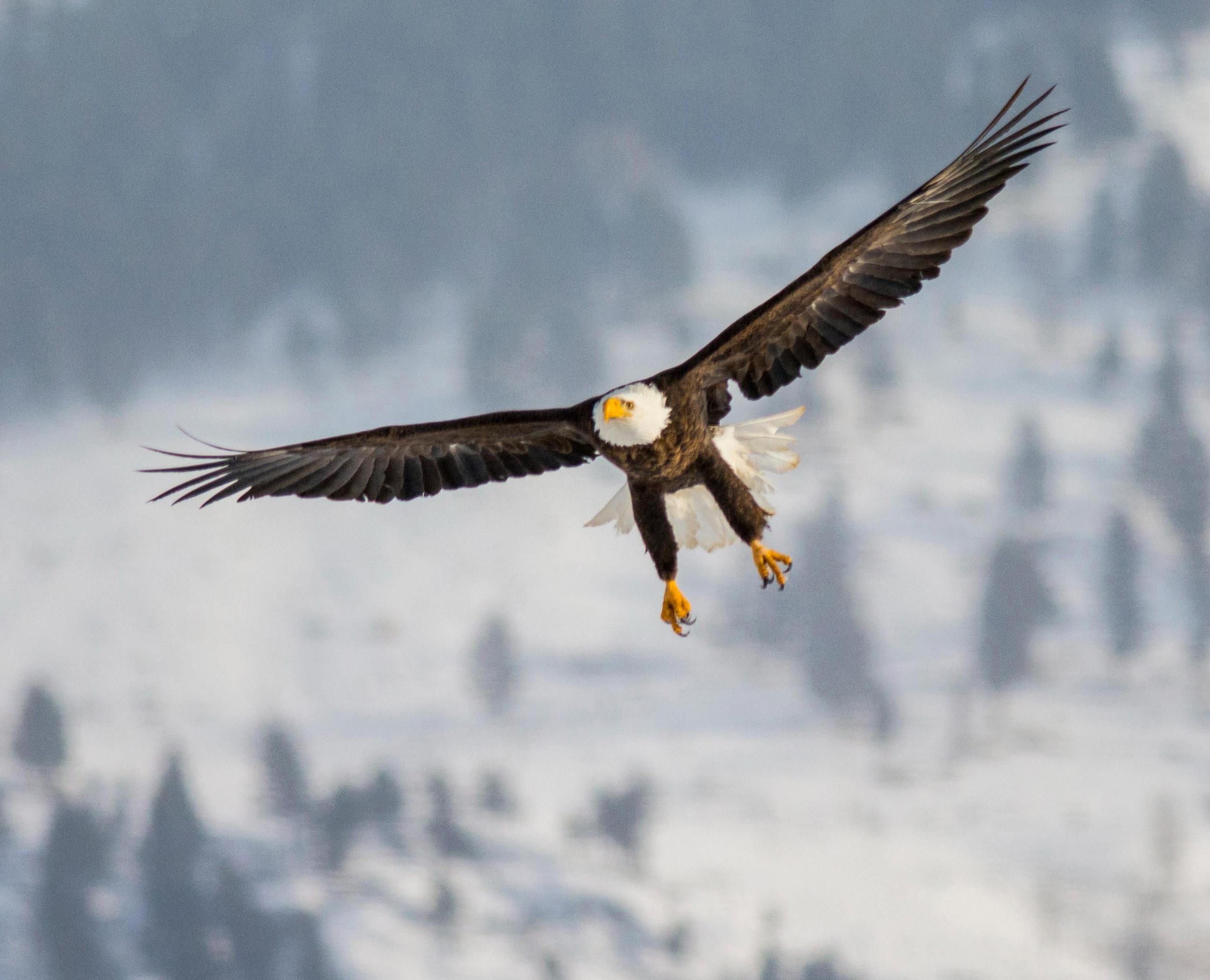 Bald eagle in flight