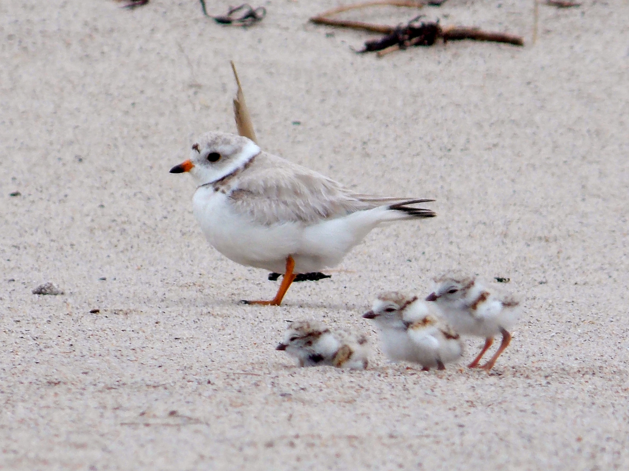 An adult piping plover and its chicks on a sandy beach