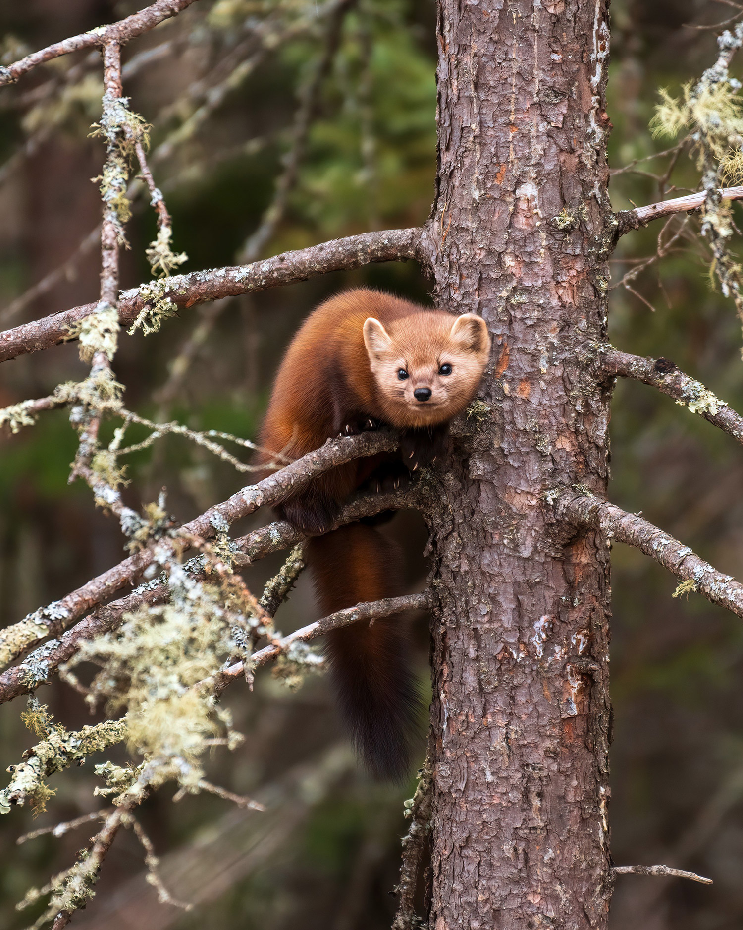Help Us Plant Native Tress | National Wildlife Federation