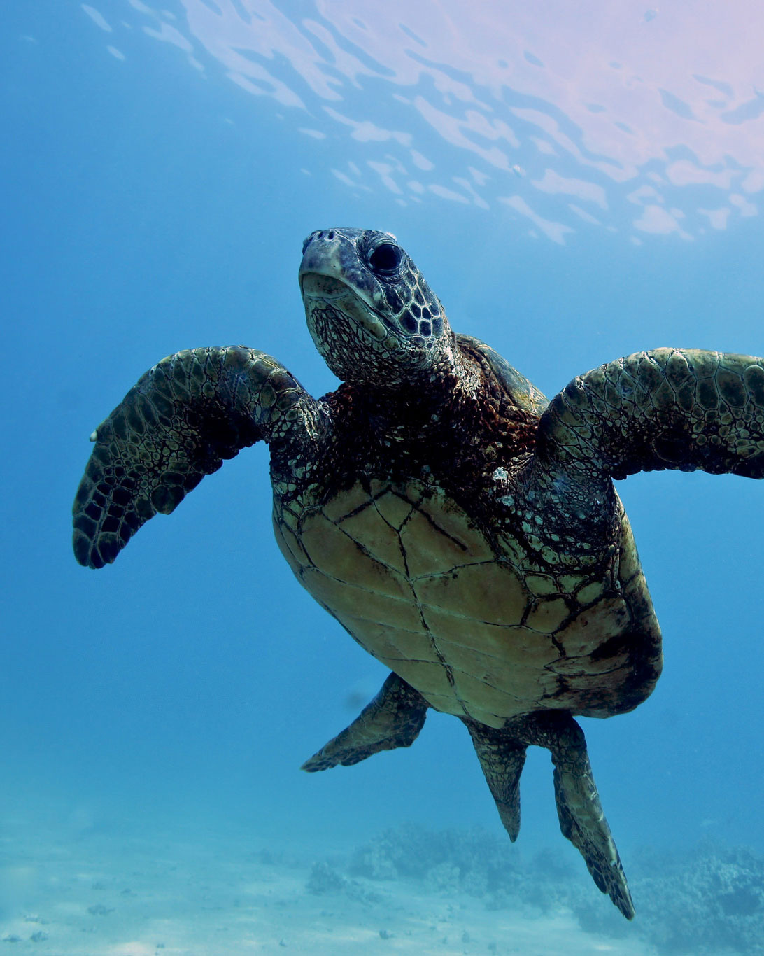 green sea turtle