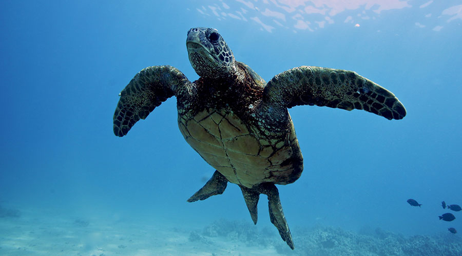 green sea turtle